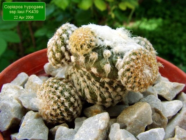 Copiapoa _hypogaea _ssp.laui_ FK439 _14